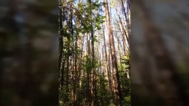 Участок в сосновом бору смотреть онлайн