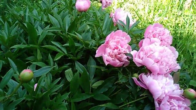 Пион розовый, цветение смотреть онлайн