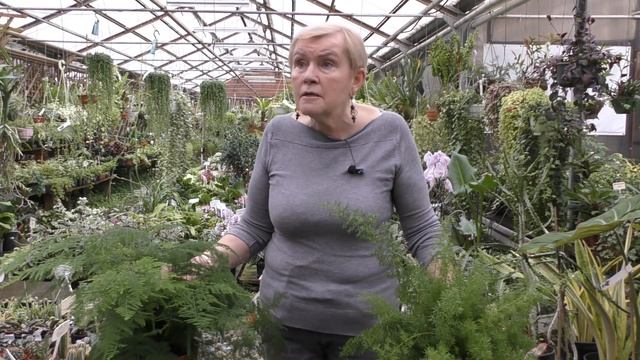 Аспарагус. смотреть онлайн