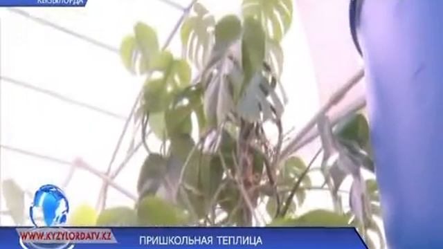 ПРИШКОЛЬНАЯ ТЕПЛИЦА смотреть онлайн