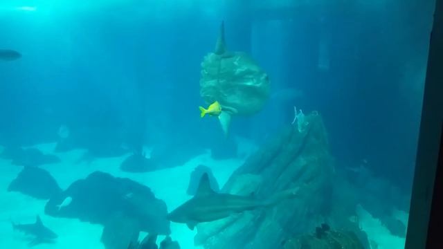 Ocean Sunfish (Mola Mola) - Weird Looking Fish! смотреть онлайн