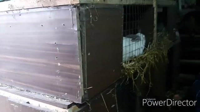 Готовим розы в зиму, алименты от кота, кролики. смотреть онлайн