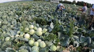 Капуста Ферро F1. #cabbage #агроном #капуста #овощи #brassica #seeds #семенаовощей #harvest #fermer