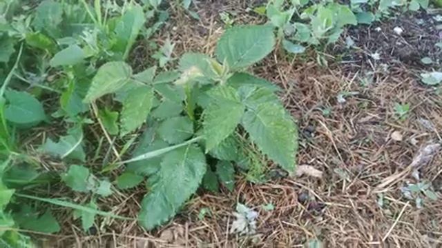 ежевика,от маленького саженца до хорошего куста за 1 сезон.8 июня 2023 смотреть онлайн