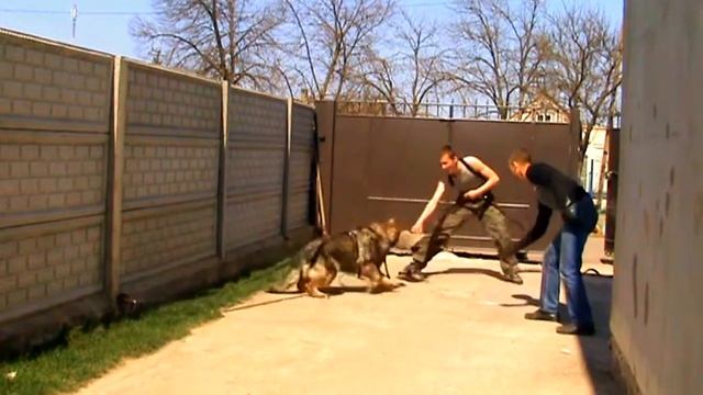 Обучение охраны двора с послушанием. Овчарка Вулкан смотреть онлайн