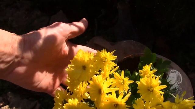 ДЕКОРАТИВНЫЕ ТЫКВОЧКИ ИСПОЛЬЗУЮ КАК КАШПО В САД И В ОРАНЖЕРЕЙКУ! смотреть онлайн