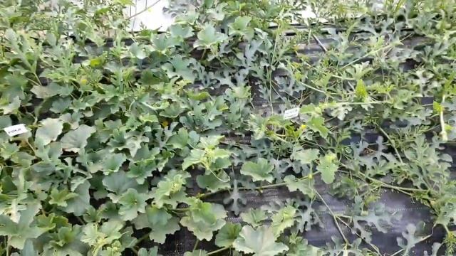 Арбузы на 41 день, дыни болеют дальше (( смотреть онлайн