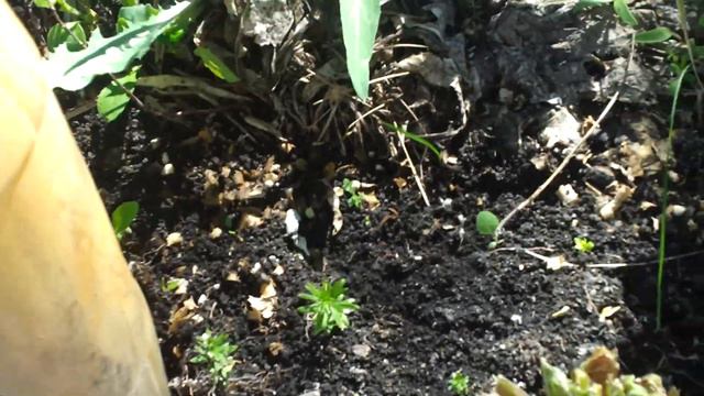 Как растет КИВИ из Ялты в Сызрани смотреть онлайн