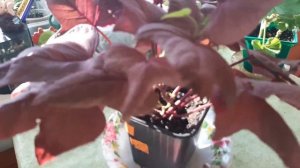 Формирование куста Ипомеи Батат. Уход.