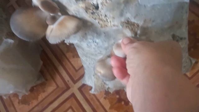 Вешенки - вторая волна- ноябрь (третья- декабрь). Помещение. Почему высокая влажность? смотреть онлайн