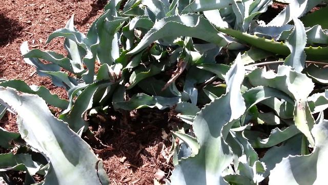 Agave gypsophila - High Definition Video 01 смотреть онлайн