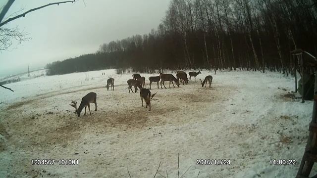 Олени, лани и птицы - зимой на подкормке. Самец - молодец и без всякого ГОНА.