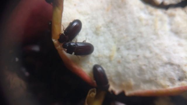 Переселение жука знахаря и мучного хрущака. Окукливание зофобаса смотреть онлайн