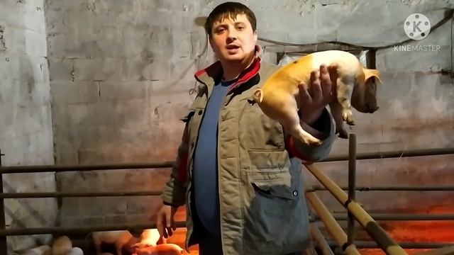 Утренняя Уборка в свинарнике ,Обзор Маленьких Поросят смотреть онлайн
