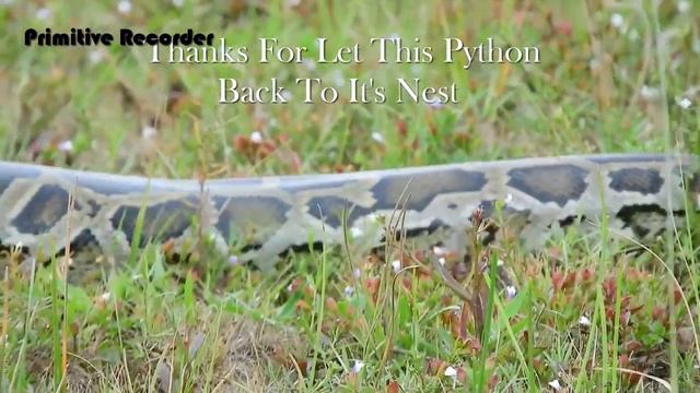 Terrifying! Brother Found Python Nest With Python Eggs How to catch python snake & Eggs смотреть онлайн
