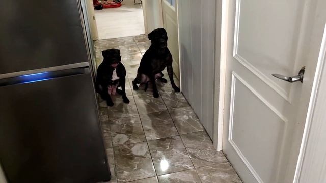 Воспитание Питбуля в Квартире смотреть онлайн