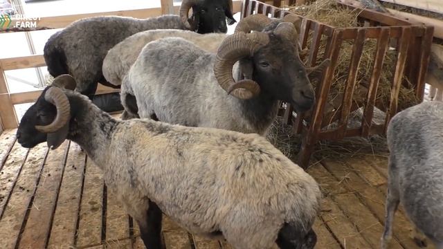 Каракульская смушковая порода овец смотреть онлайн