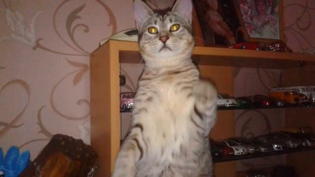 Виды котов. Домашние животные смотреть онлайн