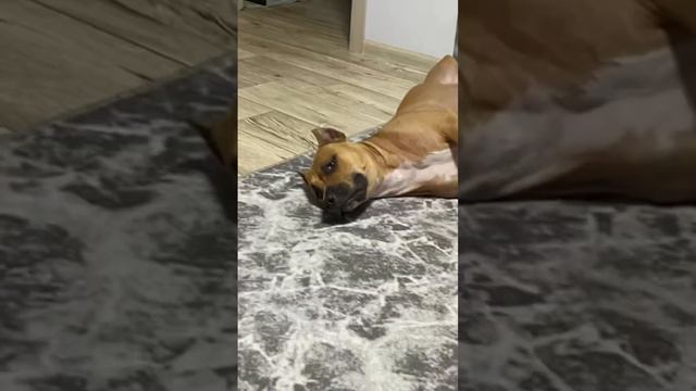 #animal #dog #pitbull #собака #метиска #амстафф #прикол #тренд #фото
