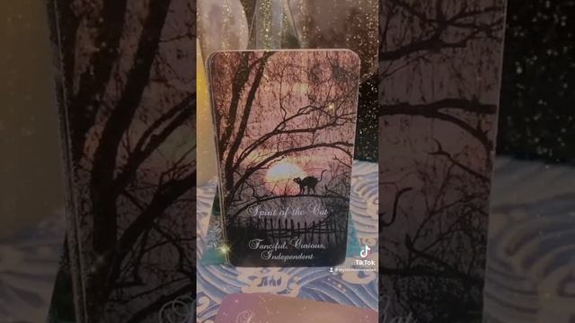 What are their True Intentions towards you? Tarot & Oracle Card Reading ? смотреть онлайн