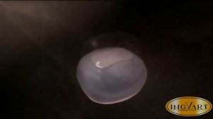 Как наступает беременность.Развитие эмбриона.IngVart