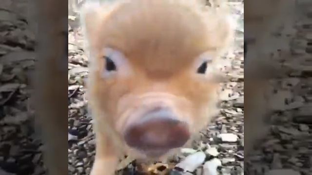 Маленький поросёночек, вместо дамской собачки :) смотреть онлайн