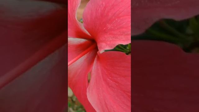 Nossa coleção de hibiscos смотреть онлайн