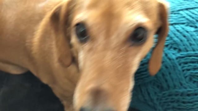 Adleys New Potty in her Room!! (training routine) смотреть онлайн