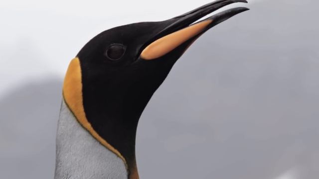 Ernest Shackleton's Ill-Fated Antarctic Expedition