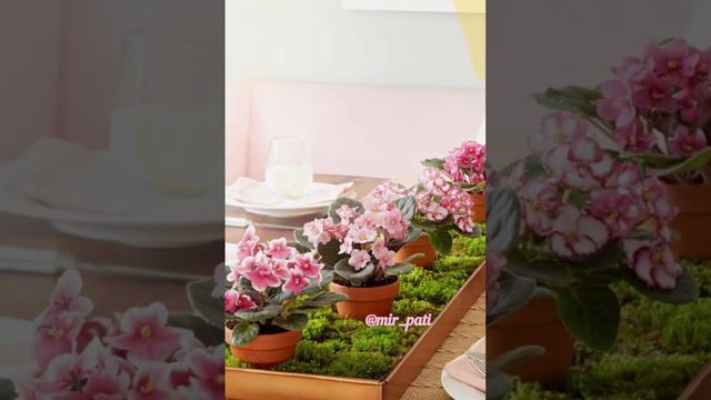 ЧТО ДЕЛАТЬ, ЧТОБЫ ФИАЛКА ЦВЕЛА смотреть онлайн