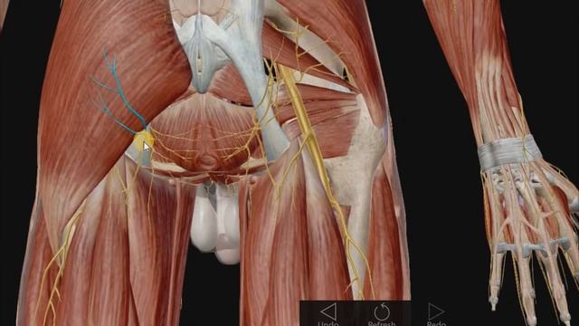 Пояснично-крестцовое сплетение
