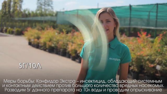 Вредители кедра смотреть онлайн