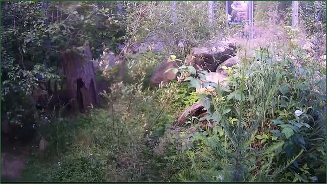 Прямая трансляция с вольера Байкальского заповедника смотреть онлайн