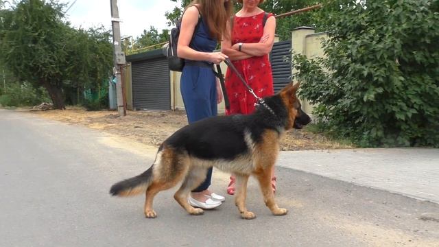 Знакомьтесь - ВИКИ. Немецкая Овчарка от Юмиры и Дагира Beautiful German Shepherd 15 Months