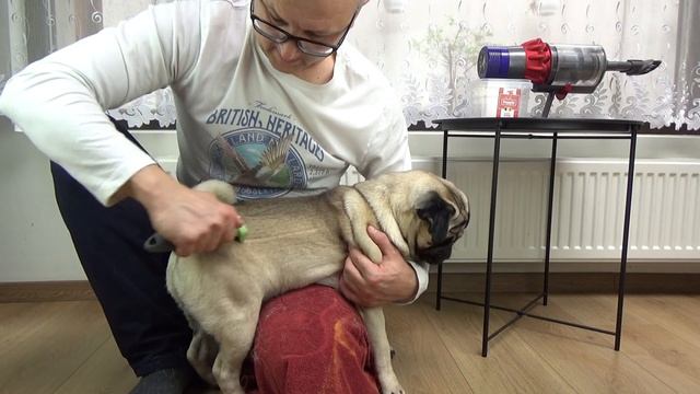 Чем и как вычесывать ШЕРСТЬ? Фурминатор для собак. Мопс линька. смотреть онлайн