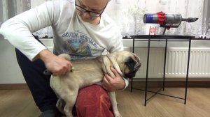 Чем и как вычесывать ШЕРСТЬ? Фурминатор для собак. Мопс линька.