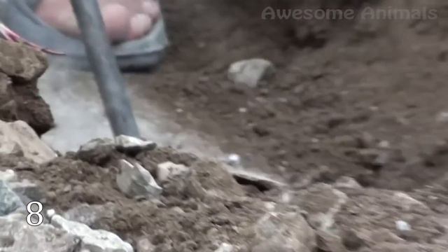 Man Saves Kitty From A Huge Tree - Impressive Animal Rescues ? смотреть онлайн