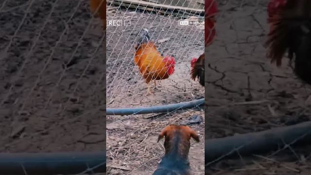 Неудачный бой смотреть онлайн