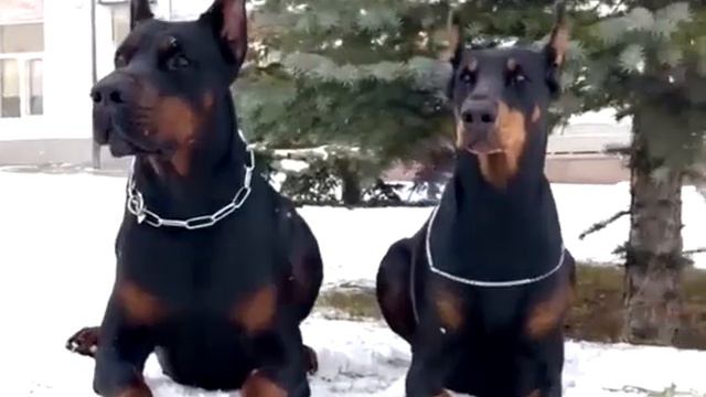 Kollikreyts Trinity Sully parents DICASA ORO YAN-GO & KOLLIKREYTS ELESTA ERRA (Russia) смотреть онлайн