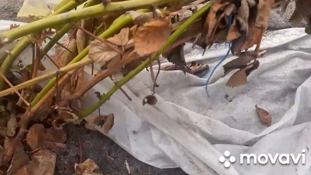 Прайм Арк Фридом (разница в зимовке под укрытием и без него) смотреть онлайн