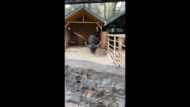 Обзор Тёмой зоопарка Анталии(Турция) смотреть онлайн