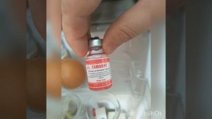 лечение нашей собачки Р.Е.Л.ки от чумки