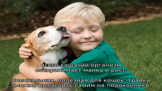 Чем кормить котенка в 3-4 месяца? смотреть онлайн