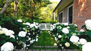 Гортензия Стронг Анабель — описание, посадка и уход