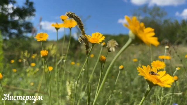 Дни СИЛЫ в АВГУСТЕ 2023. Самые благоприятные дни месяца. смотреть онлайн