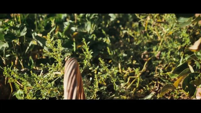 Veg'n News #07