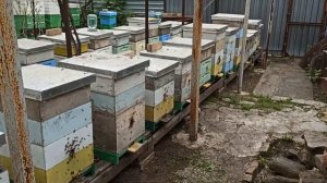 Сравнение развития в Пеноулик