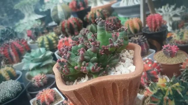 MAMMILALIA BOCASANA смотреть онлайн