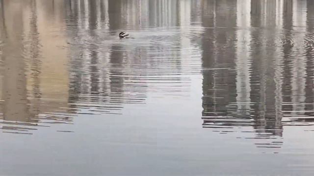 Озеро Солнечное в Киеве смотреть онлайн