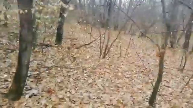 Загонная охота на зайца 26.10.2019г. смотреть онлайн